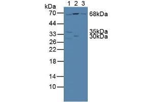 Figure. (NUP85 Antikörper  (AA 418-653))