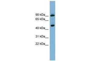 Image no. 1 for anti-WD Repeat Domain, phosphoinositide Interacting 1 (WIPI1) (AA 359-408) antibody (ABIN6742099) (WIPI1 Antikörper  (AA 359-408))