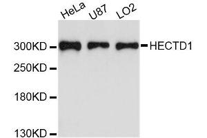 Western blot analysis of extracts of various cell lines, using HECTD1 antibody (ABIN5996632) at 1:3000 dilution.