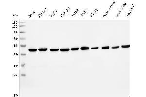 Western blot analysis of EIF4A1 using anti-EIF4A1 antibody (ABIN7603143).