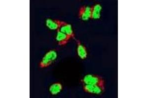 Confocal immunofluorescent analysis of HDAC2 Antibody (Center) Cat. (HDAC2 Antikörper  (Middle Region))