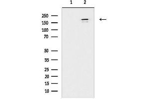 anti-A Kinase (PRKA) Anchor Protein 12 (AKAP12) (C-Term) antibody