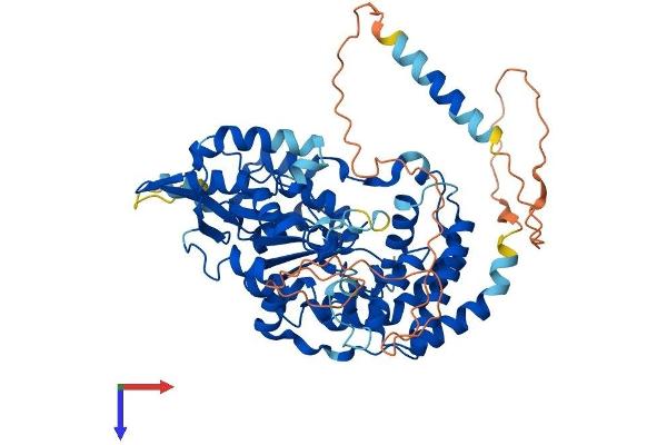 CHST15 Protein (AA 1-561) (His tag)