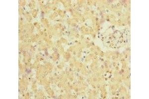 Immunohistochemistry of paraffin-embedded human liver tissue using ABIN7165719 at dilution of 1:100 (NELL1 Antikörper  (AA 160-420))