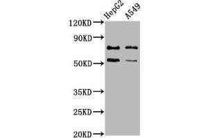 Western Blot Positive WB detected in: HepG2 whole cell lysate, A549 whole cell lysate All lanes: GCNA antibody at 4. (Acidic Repeat-Containing Protein (GCNA) (AA 364-443) Antikörper)