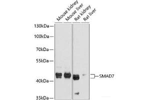 Western blot analysis of extracts of various cell lines using SMAD7 Polyclonal Antibody at dilution of 1:1000. (SMAD7 Antikörper)