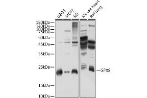 Western blot analysis of extracts of various cell lines, using GPX8 antibody (ABIN7267437) at 1:1000 dilution. (GPX8 Antikörper)
