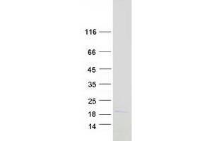 Validation with Western Blot (MAX Protein (Transcript Variant 4) (Myc-DYKDDDDK Tag))