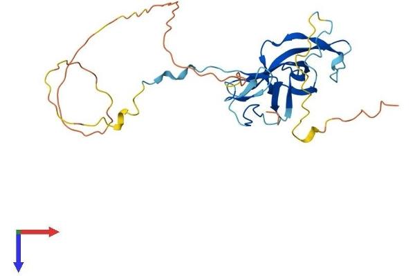 GATAD1 Protein (AA 1-269) (His tag)