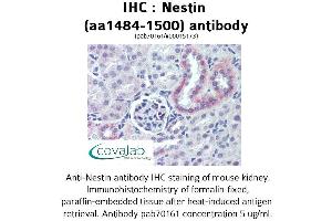 Image no. 1 for anti-Nestin (NES) (AA 1484-1500) antibody (ABIN1737269) (Nestin Antikörper  (AA 1484-1500))