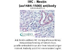 Image no. 1 for anti-Nestin (NES) (AA 1484-1500) antibody (ABIN1737269)