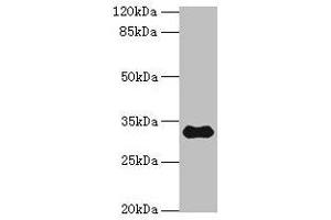 Western blot All lanes: TMEM53 antibody at 5 μg/mL + Mouse brain tissue Secondary Goat polyclonal to rabbit IgG at 1/10000 dilution Predicted band size: 32, 24 kDa Observed band size: 32 kDa (TMEM53 Antikörper  (AA 1-170))