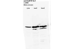 Western blot for anti-hnRNP-K/J on HeLa cell extracts (HNRNPK Antikörper)