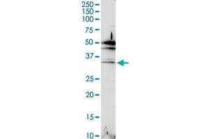 C2orf47 MaxPab rabbit polyclonal antibody. (C2orf47 Antikörper  (AA 1-291))