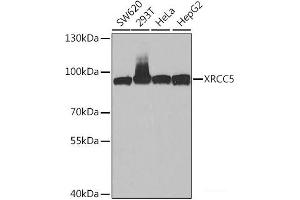 Western blot analysis of extracts of various cell lines using XRCC5 Polyclonal Antibody at dilution of 1:1000. (XRCC5 Antikörper)