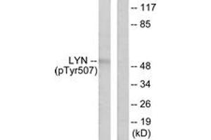Western Blotting (WB) image for anti-V-Yes-1 Yamaguchi Sarcoma Viral Related Oncogene Homolog (LYN) (AA 463-512), (pTyr507) antibody (ABIN1531232)