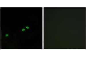 Immunofluorescence analysis of HeLa cells, using Centromeric Protein A (Phospho-Ser7) Antibody. (CENPA Antikörper  (pSer7))
