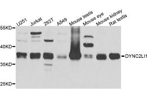 Western blot analysis of extracts of various cell lines, using DYNC2LI1 antibody. (DYNC2LI1 Antikörper)