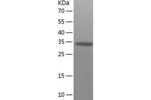 Western Blotting (WB) image for Crystallin, zeta (CRYZ) (AA 1-329) protein (His tag) (ABIN7122506) (CRYZ Protein (AA 1-329) (His tag))