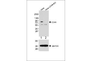 All lanes : Anti-CD44 Antibody at 1:2000 dilution (upper) Lane 1: Hela Lane 2: Hela-CD44-Knock out Lysates/proteins at 20 μg per lane. (CD44 Antikörper  (C-Term))