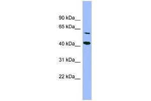 GFOD1 antibody used at 1 ug/ml to detect target protein. (GFOD1 Antikörper  (Middle Region))