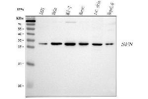 Western blot analysis of 14-3-3 sigma using anti-14-3-3 sigma antibody (ABIN5693156). (14-3-3 sigma/SFN Antikörper  (AA 1-248))