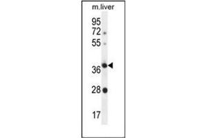Western blot analysis of OR4A15 Antibody (C-term) in Mouse liver tissue lysates (35ug/lane).
