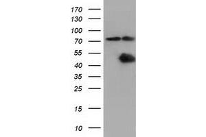 Image no. 11 for anti-COBW Domain Containing 1 (CBWD1) antibody (ABIN1497117) (CBWD1 Antikörper)