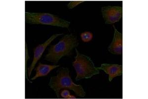 Image no. 2 for anti-Family with Sequence Similarity 129, Member A (FAM129A) (AA 908-920) antibody (ABIN197598) (Niban Antikörper  (AA 908-920))