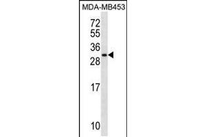 Western blot analysis in MDA-MB453 cell line lysates (35ug/lane). (MRPS10 Antikörper  (AA 113-141))