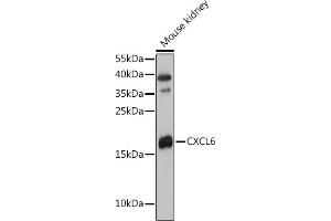 Western blot analysis of extracts of Mouse kidney, using CXCL6 antibody (ABIN7266316) at 1:3000 dilution. (CXCL6 Antikörper  (AA 38-114))