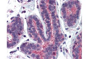 Anti-RHOA antibody IHC of human breast. (RHOA Antikörper  (AA 1-194))