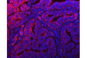 IF analysis of TOMM40 using anti-TOMM40 antibody (ABIN7599738). (TOMM40 Antikörper  (AA 111-315))