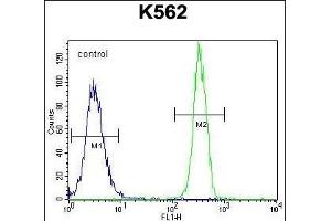 FBRSL1 Antibody (C-term) (ABIN655754 and ABIN2845198) flow cytometric analysis of K562 cells (right histogram) compared to a negative control cell (left histogram). (FBRSL1 Antikörper  (C-Term))
