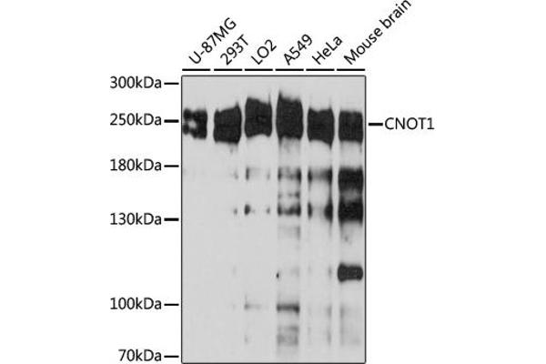 CNOT1 Antikörper  (AA 2137-2376)