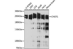 Western blot analysis of extracts of various cell line, using CNOT1 antibody (ABIN6127561, ABIN6138777, ABIN6138778 and ABIN6221649) at 1:3000 dilution. (CNOT1 Antikörper  (AA 2137-2376))