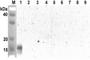 Western blot analysis using anti-ANGPTL5 (CCD) (human), pAb  at 1:2'000 dilution. (ANGPTL5 Antikörper  (Coiled coil domain))
