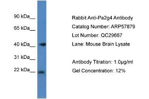 Western Blotting (WB) image for anti-Proliferation-Associated 2G4, 38kDa (PA2G4) (C-Term) antibody (ABIN2787439) (PA2G4 Antikörper  (C-Term))