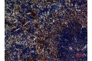 Immunohistochemistry (IHC) analysis of paraffin-embedded Mouse Spleen, antibody was diluted at 1:100.