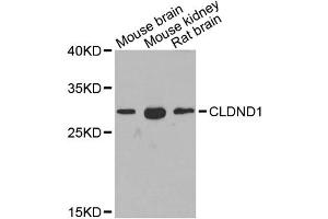 Western blot analysis of extracts of various cell lines, using CLDND1 antibody.