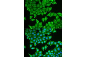 Immunofluorescence (IF) image for anti-Prostaglandin E Synthase 3 (Cytosolic) (PTGES3) antibody (ABIN1876513) (PTGES3 Antikörper)