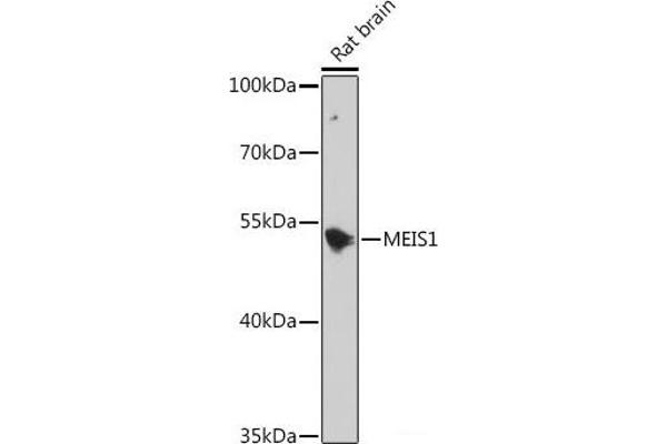 MEIS1 Antikörper