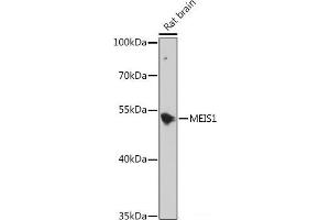 Western blot analysis of extracts of Rat brain using MEIS1 Polyclonal Antibody at dilution of 1:1000. (MEIS1 Antikörper)