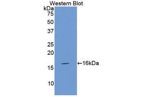Western Blotting (WB) image for anti-Coagulation Factor VII (F7) (AA 315-433) antibody (ABIN1175152) (Factor VII Antikörper  (AA 315-433))