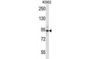 Western Blotting (WB) image for anti-Cyclin T1 (CCNT1) antibody (ABIN2995766) (Cyclin T1 Antikörper)