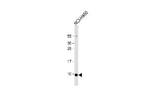 Anti-CCL17 Antibody (C-term) at 1:1000 dilution + NCI- whole cell lysate Lysates/proteins at 20 μg per lane.
