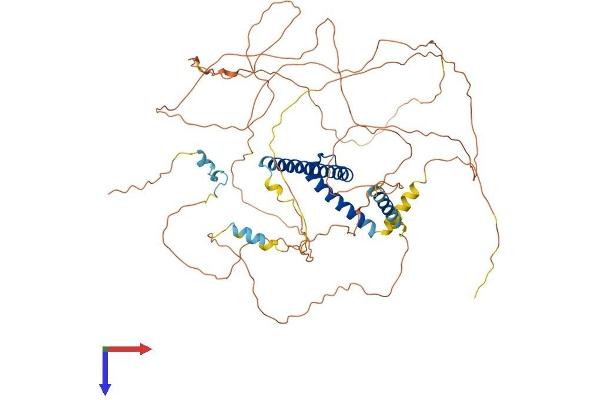 TCF3 Protein (AA 1-651) (His tag)