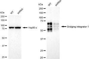 Western blotting analysis using Bridging integrator 1 antibody (ABIN7797795). (Rekombinanter BIN1 Antikörper)