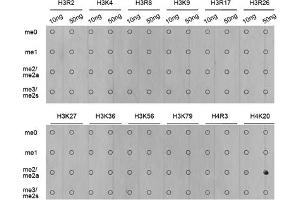 Dot-blot analysis of various methylation peptides using Dimethyl-Histone H4-K20 antibody (ABIN5969818).