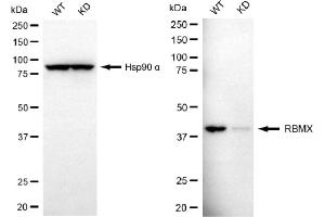 Western blotting analysis using RBMX antibody (ABIN7800256). (Rekombinanter RBMX Antikörper)